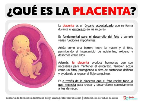 que es la placenta - que es aliteracion